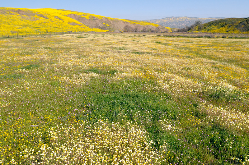 River of Cream Cups and a variety of wildflowers flow like a river of color through the California spring landscape