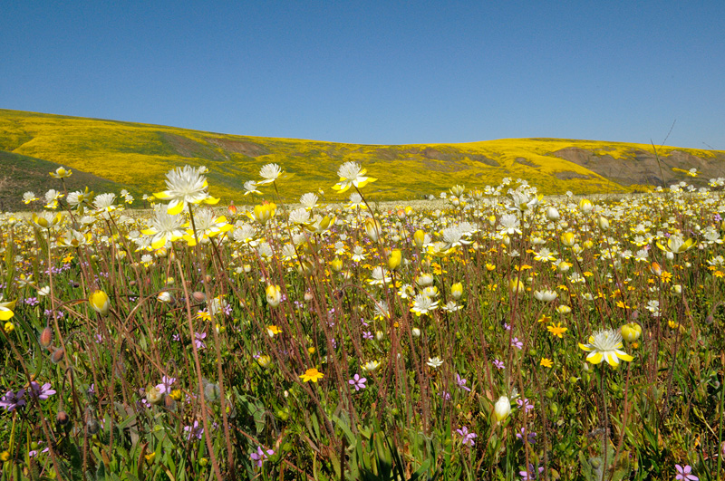 landscape covered with beautiful California spring wildflowers