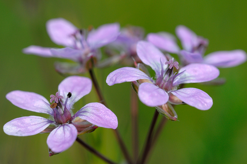 macro close up purple Filaree wildflower