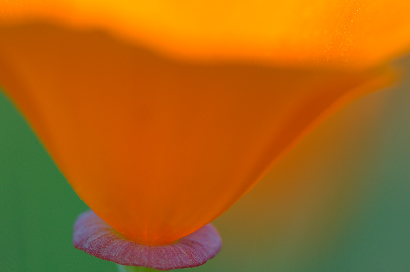 macro close up poppy flower photography