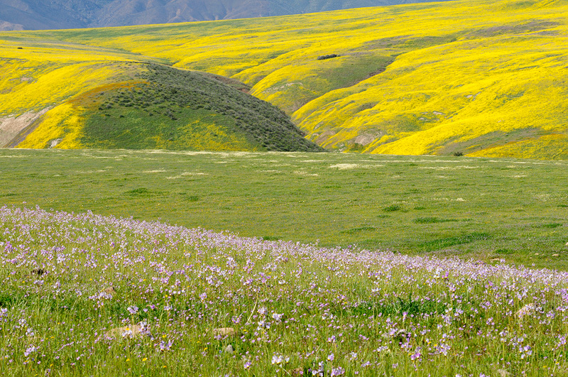 San Luis Obispo canyons covered with spring wildflowers in full bloom