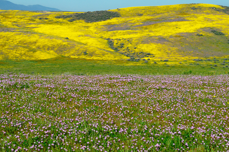 California Spring Wildflowers cover the hills and cayons in San Luis Obispo County