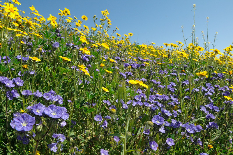yellow and blue wildflowers