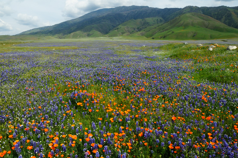 California Poppies and Lupine flowe like river into the landscape