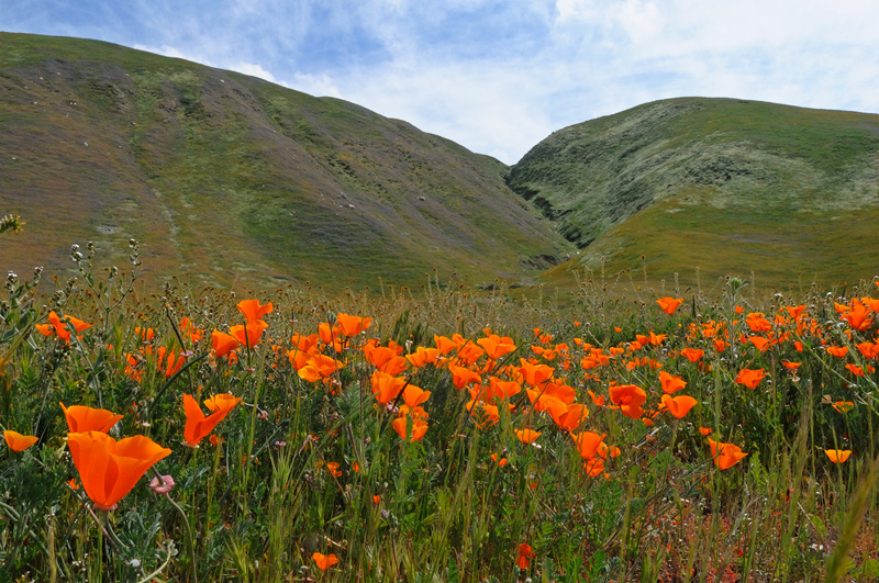 poppies and hills