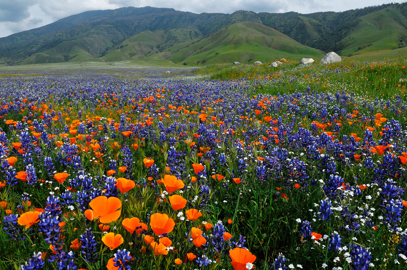 Fields of Poppies, Lupine and many other varieties of native wildflowers in bloom