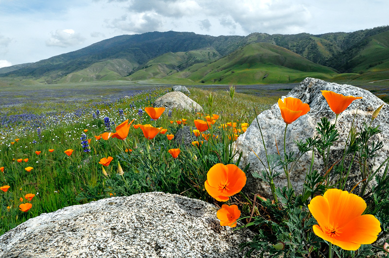 Countless acres of California Poppies, Lupine and a variety of other native wildflowers