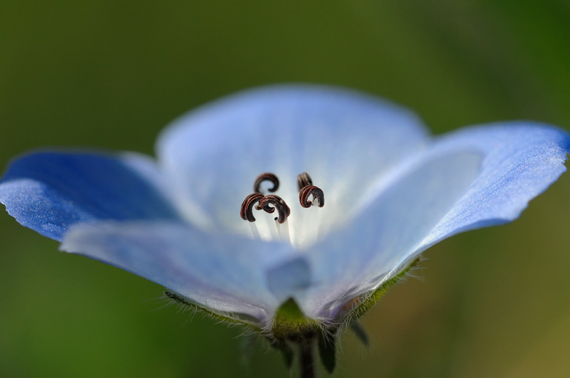 close up photo of a Baby blue Eye wildflower