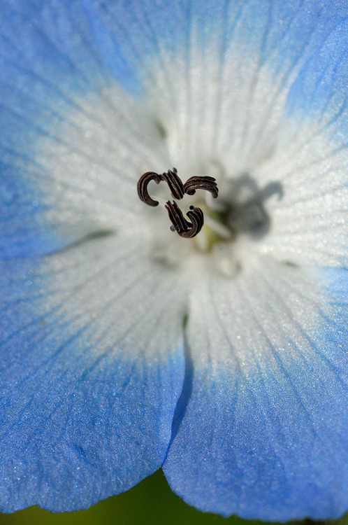 macro photograph showing the inside of a Baby Blue Eye wildflower