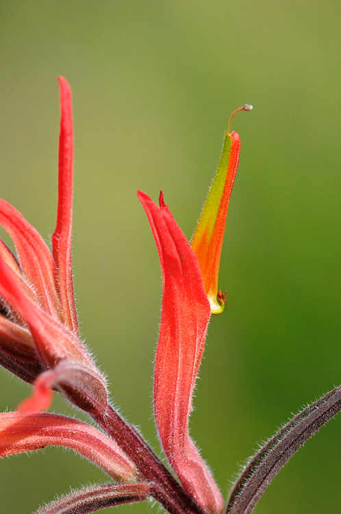 Macro view of an Indian Paintbrush wildflower