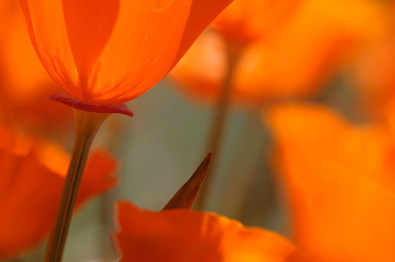 California Poppies, and a cone shaped sepal sheath, covering an un-opened poppy