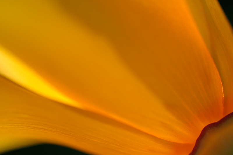 closer examination of a yellow poppies curves