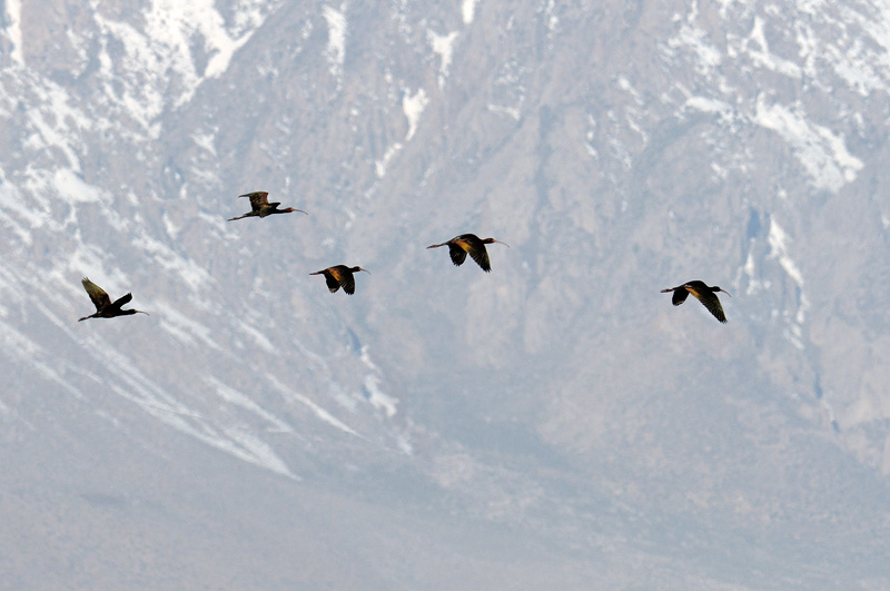 White-faced Ibis migrating along the base of the sierra mountains