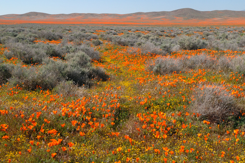 Expansive display of California poppies in bloom in Lancaster
