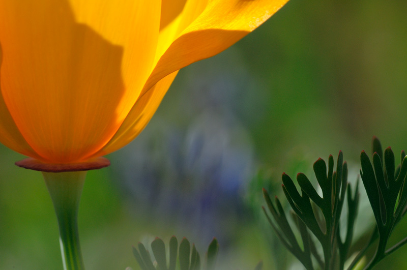 Macro close up view of a California Poppy