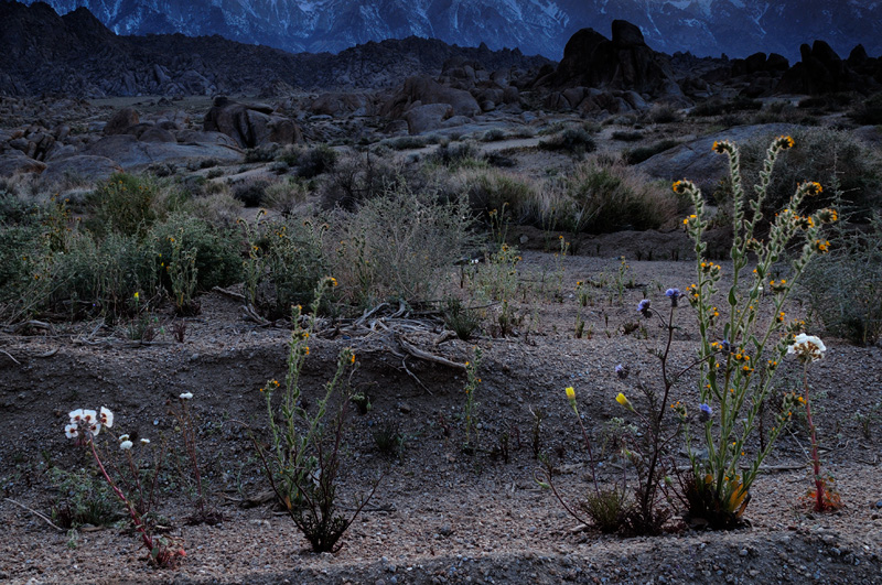 desert wildflowers closing up for the night, photo taken well after sunset