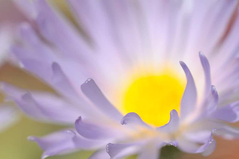 Mojave Aster glows with solar power