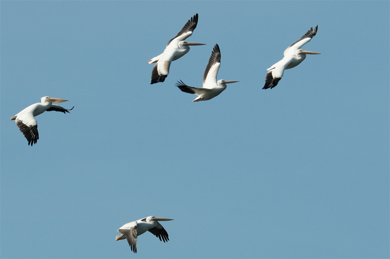 Flock of White Pelicans circled overhead