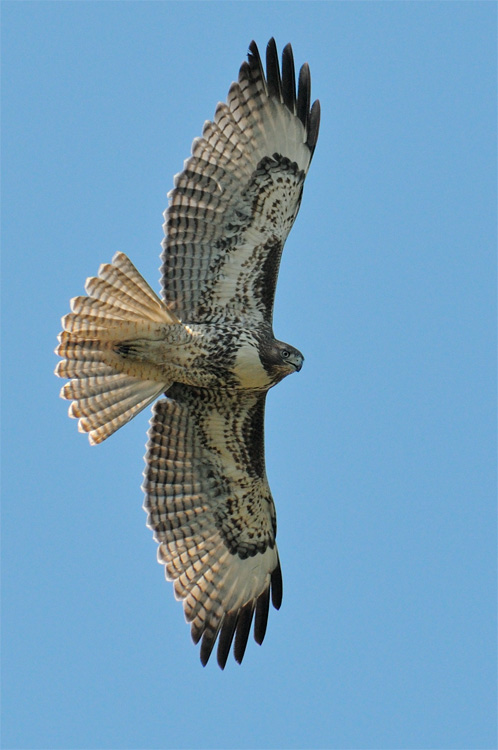 Plump & curious hawk circles overhead