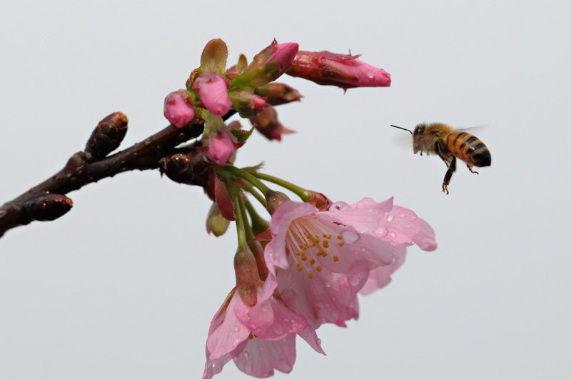 Honeybee in flight approaching fresh spring cherry blossoms