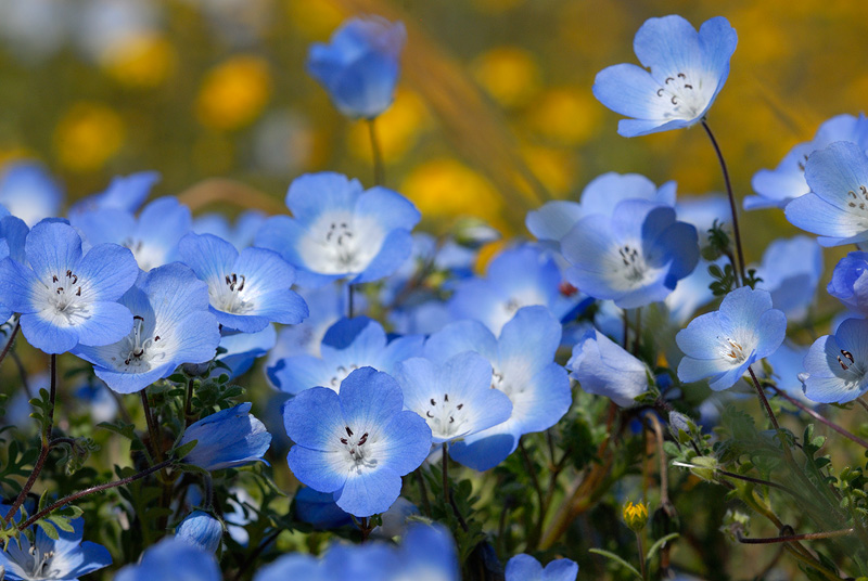 Macro photo of Baby Blue Eyes in full bloom