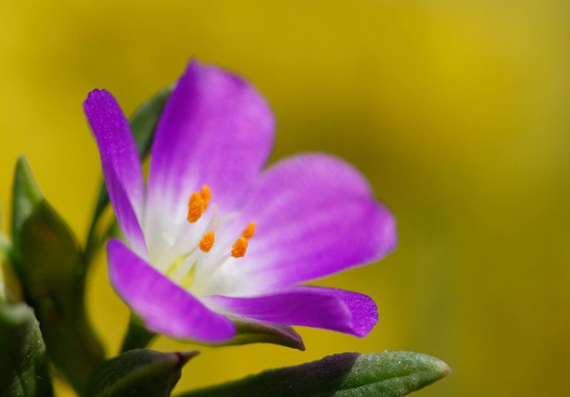 A beautiful purple wildflower