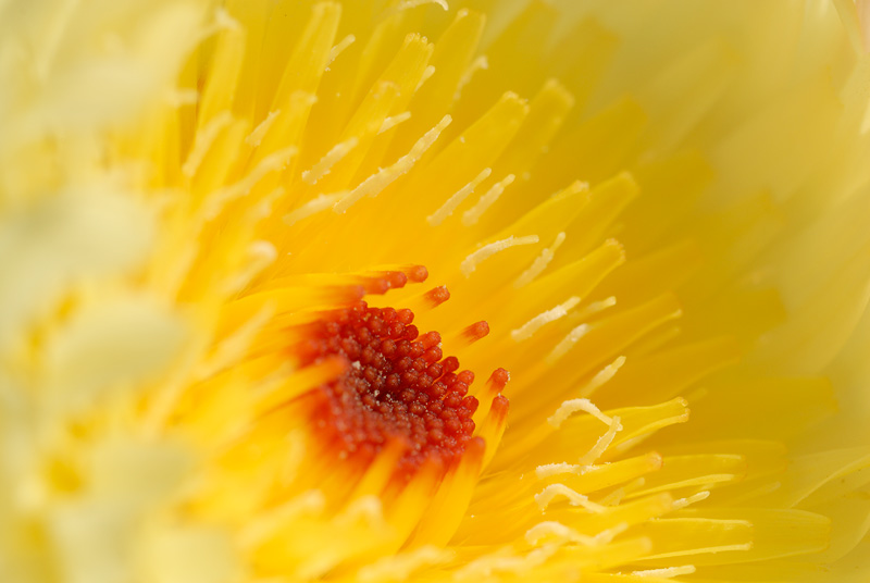 desert dandelion macro close up view inside the flower