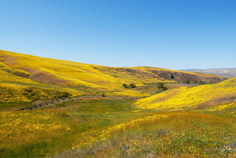Hillsides and canyon blanketed with native California wildflowers