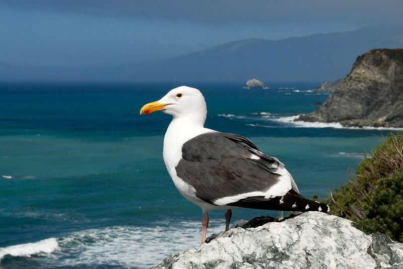 Western Gull perched along the Big Sur California coastal cliffs