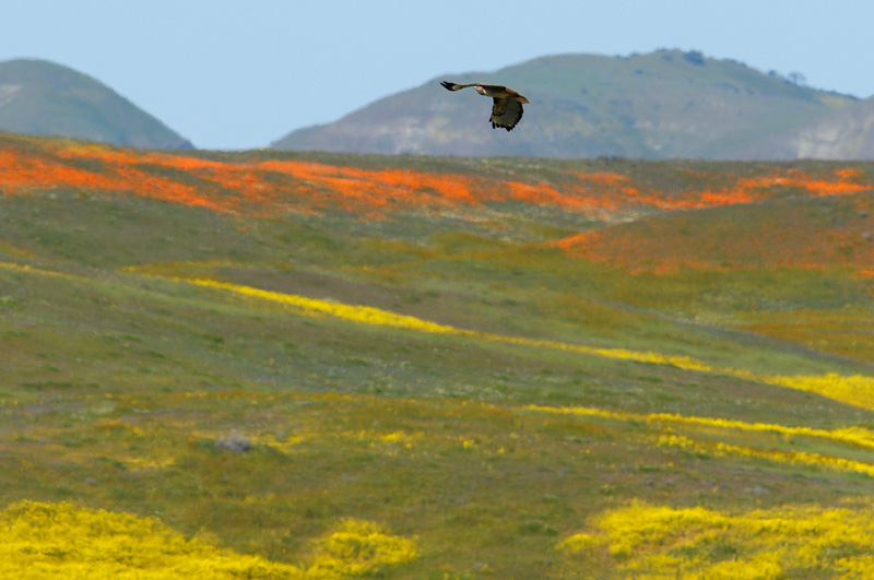 Red-tailed hawk in flight over a canyon painted with vibrant spring wildflower colors