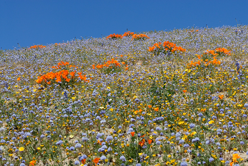 Mixed California wildflowers on top of the Gorman hills