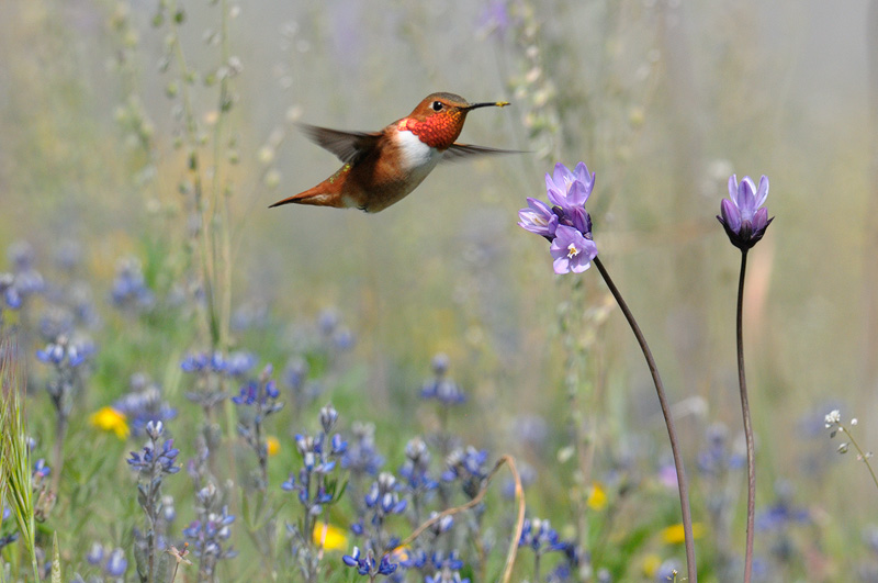 California sure is Beautiful,   wildflowers and hummingbirds are a nice combination 