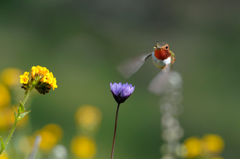 Pretty hummingbird approaches another wildflower 