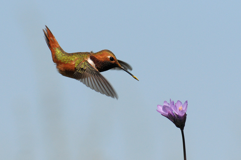Allen's Hummingbird in flight