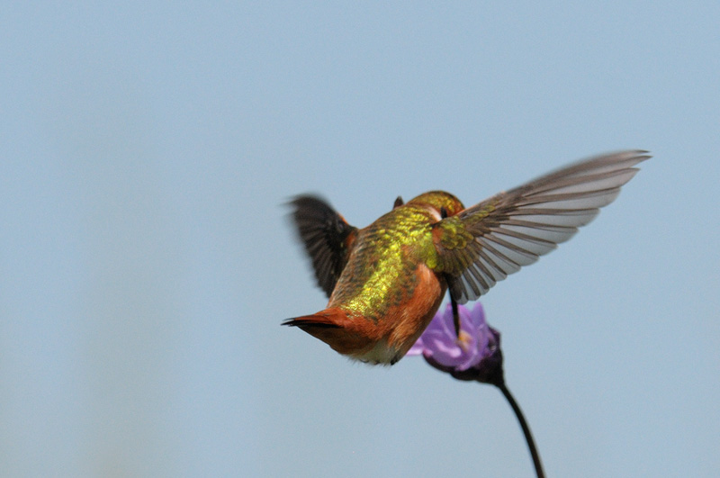 Allen's Hummingbird feeding on nectar and pollen from a Blue dick wildflower
