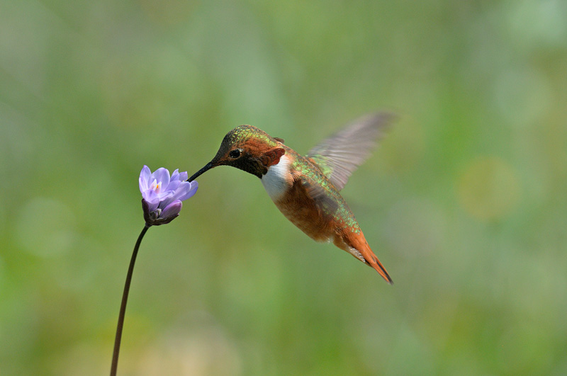 Hummingbird hovering effortlessly 