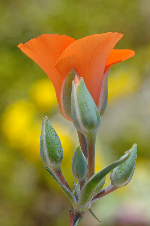 Gorgeous Kennedy's Mariposa Lily