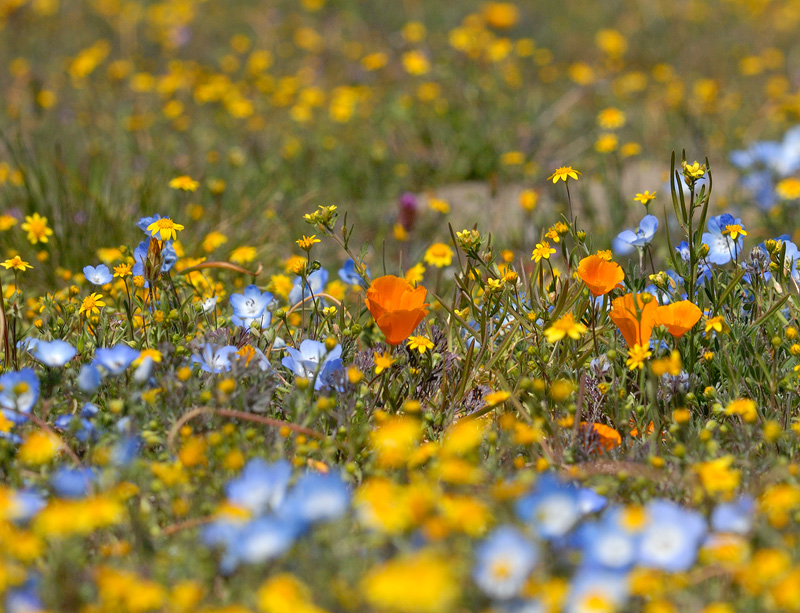 Poppies, Goldfields, Baby Blue Eyes and Blue Dicks carpeted the ground with amazing colors and textures