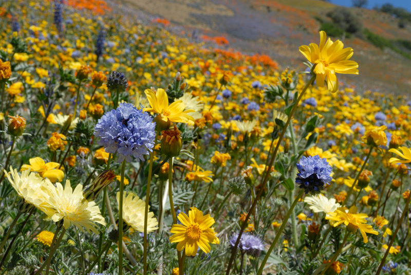 close-up view of wildflowers