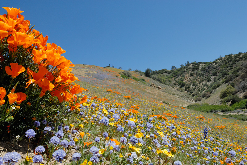 California poppies and various other wildflowers