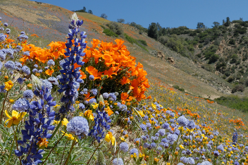 Large lupine and bush poppies close to the top of the Gorman hills
