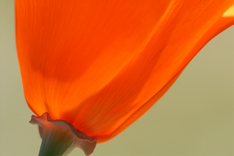 close-up view of a California poppy