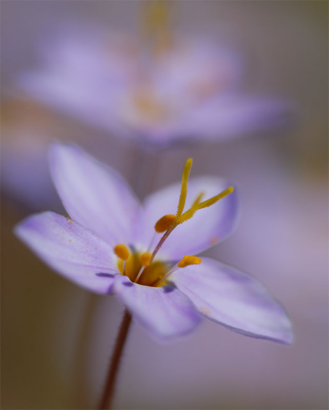 elegant little purple wildflowers