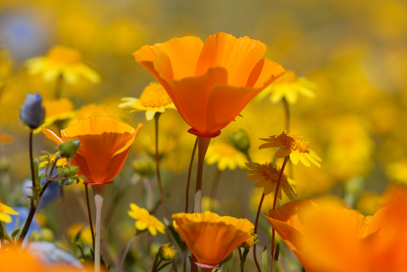 close up view of California poppies, Goldfields and Baby Blue Eyes