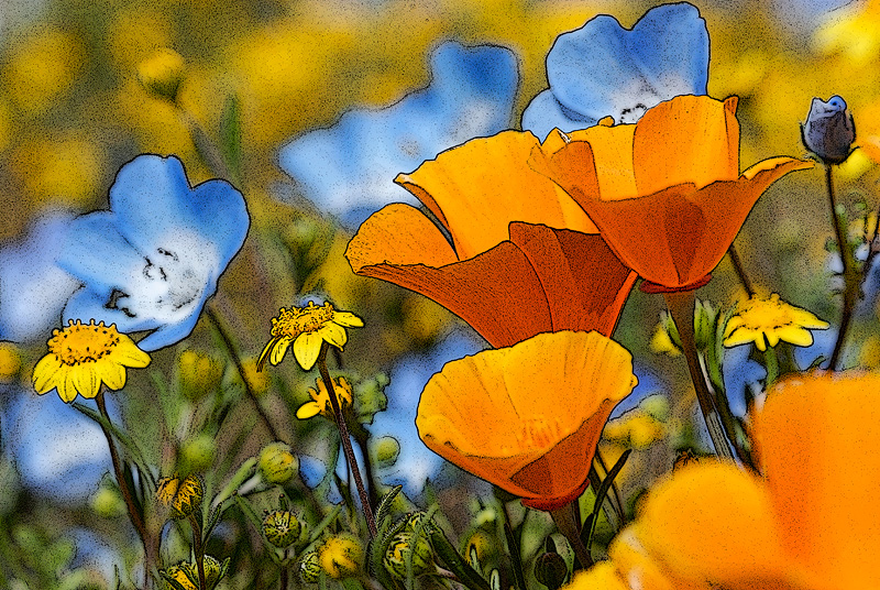 Photoshop effect on a macro spring wildflower collection