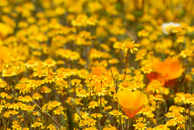 macro photography of California Poppies and Goldfields