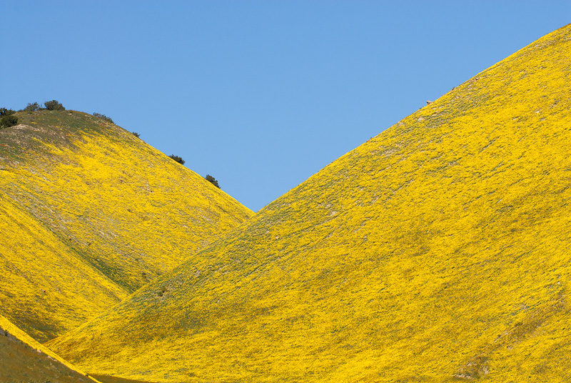spring wildflowers covered the hills with vibrant color