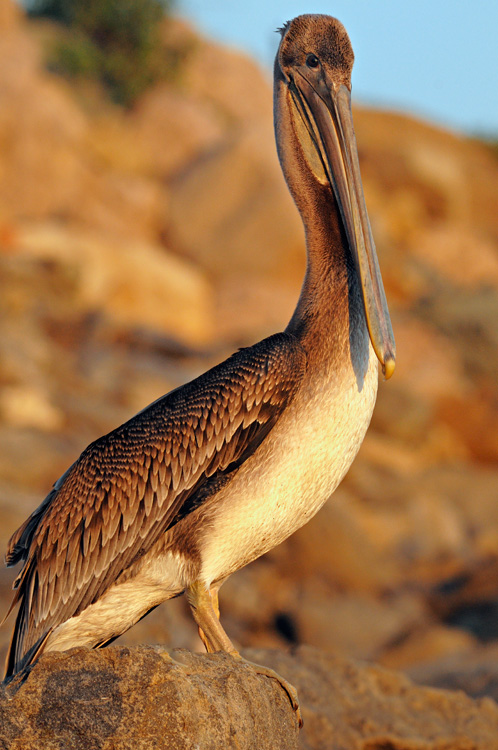 California Brown Pelican on the rocks in Malibu