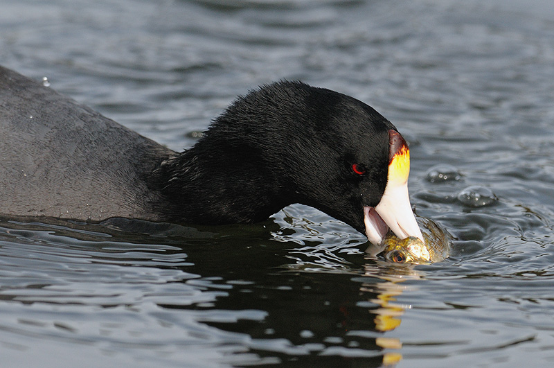 Coot about to eat a fish