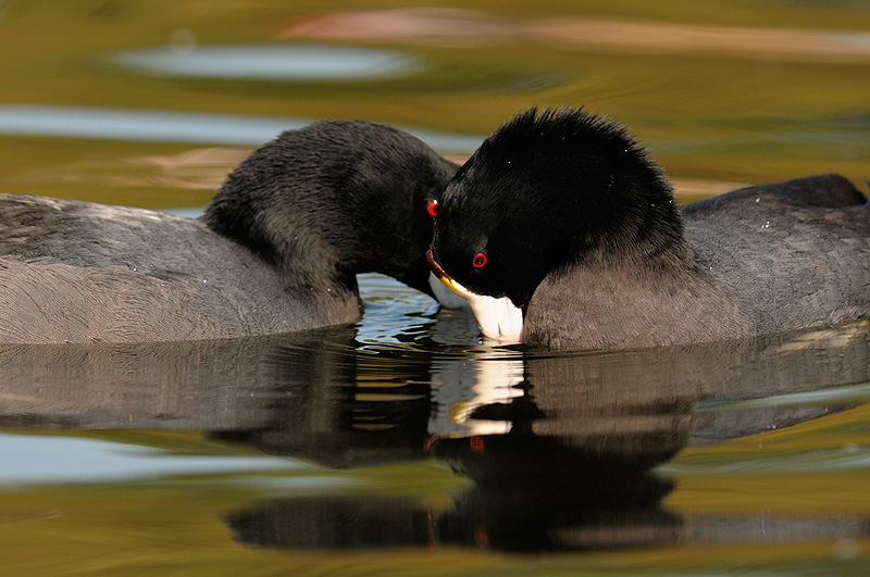 Pair of American Coots in fall color reflection